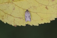 Nettflatvikler (Acleris rhombana)