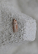 Krossvedflatvikler (Acleris schalleriana)