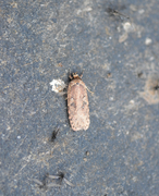 Agonopterix heracliana