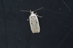 Agonopterix arenella