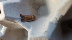 Kommagressfly (Leucania comma)