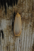 Barlavspinner (Eilema depressa)