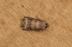 Langvingejordfly (Agrotis ipsilon)