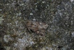 Åkerengfly (Apamea sordens)