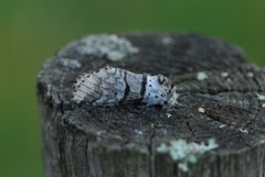 Grå gaffelstjert (Furcula bifida)