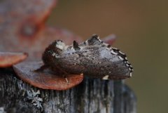 Brun vårtannspinner (Odontosia carmelita)