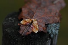 Smal skumringsmåler (Plagodis dolabraria)