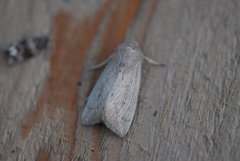 Punktgressfly (Leucania obsoleta)