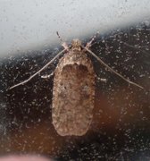 Agonopterix heracliana