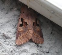 Buemerket seljefly (Orthosia gothica)