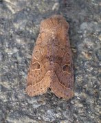 Tverrlinjet seljefly (Orthosia cerasi)