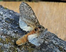 Oliventannspinner (Peridea anceps)