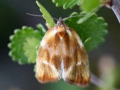 Skumringsvikler (Eulia ministrana)