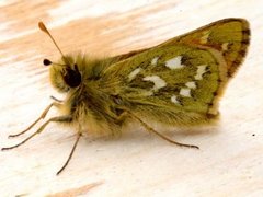 Kommasmyger (Hesperia comma)