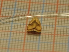 Lønneblomstflatvikler (Acleris forsskaleana)