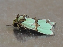 Grønnbåndet rotfly (Staurophora celsia)