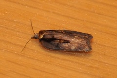 Seljeflatvikler (Acleris hastiana)