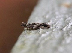 Epinotia cinereana/nisella