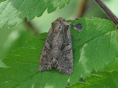 Brunt lundfly (Lacanobia suasa)