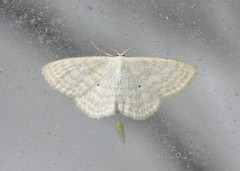 Bueengmåler (Idaea straminata)