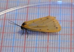 Panterspinner (Setina irrorella)