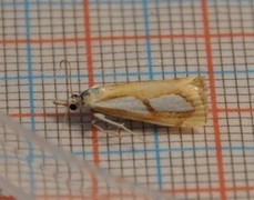 Toflekket nebbmott (Catoptria pinella)