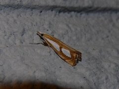 Toflekket nebbmott (Catoptria pinella)