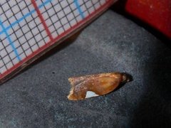 Rød flatvikler (Acleris holmiana)