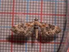 Torskemunndvergmåler (Eupithecia linariata)