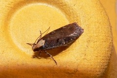 Agonopterix liturosa