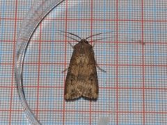 Langvingejordfly (Agrotis ipsilon)