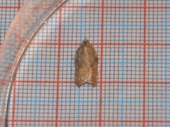 Konkavflatvikler (Acleris emargana)