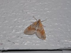 Fjærbarmåler (Thera firmata)