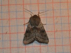 Brunbåndseljefly (Orthosia opima)