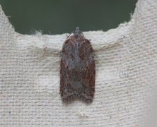 Lønnebladflatvikler (Acleris sparsana)