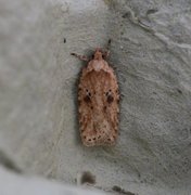 Agonopterix arenella