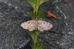 Stor kongledvergmåler (Eupithecia abietaria)