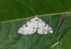 Strybarkmåler (Alcis jubata)