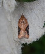 Jordbær-/buskflatvikler (Acleris comariana/laterana)