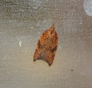 Nettflatvikler (Acleris rhombana)