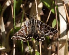 Grått slåttefly (Callistege mi)