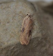 Agonopterix nervosa