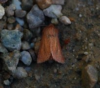 Starrfly (Denticucullus pygmina)