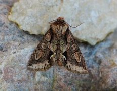 Irrfly (Allophyes oxyacanthae)