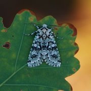 Grønt eikefly (Griposia aprilina)