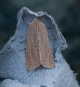 Takrørfly (Rhizedra lutosa)