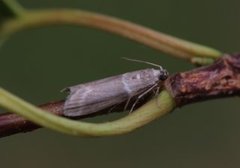 Oresmalmott (Cryptoblabes bistriga)