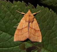 Lindegulfly (Tiliacea citrago)