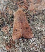 Lite seljefly (Orthosia cruda)