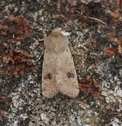 Lite seljefly (Orthosia cruda)